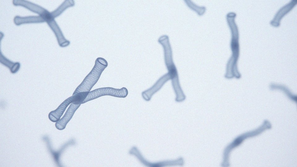 Jakie znaczenie mają chromosomy w określaniu płci dziecka?